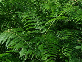 The nature in the forest in France.