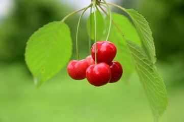 Group of cherry fruits on tree