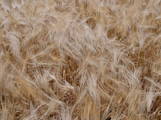 Barley before harvest in the north of France.