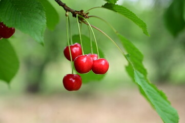 Group of cherry fruits on tree