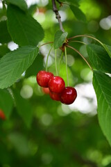Group of cherry fruits on tree