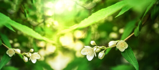 Jasmine  in the garden at sunset with beautiful light
A banner for the site. Summer. Panorama. The text space is blurred
