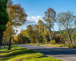 Road and autumn birch trees.