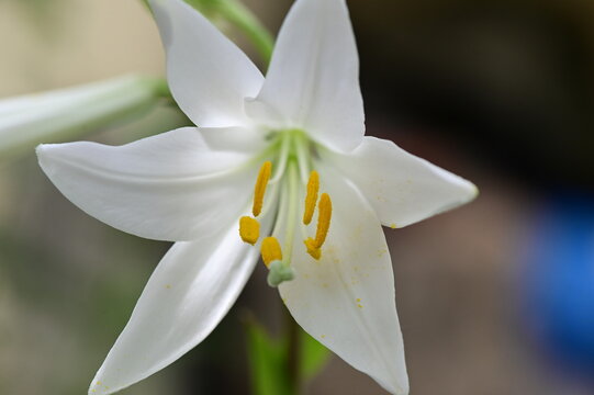 White Ilium Flower