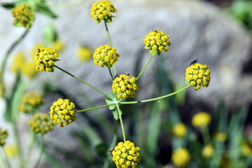 Gelbe Blüten eines Hahnenfuß-Hasenohrs