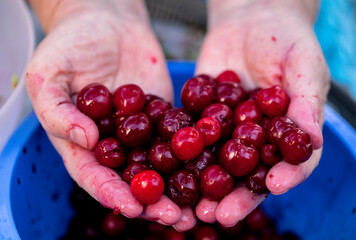 A handful of cherries. Organic cherries.