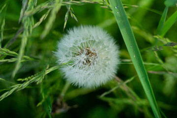 white dandelion in morning dew