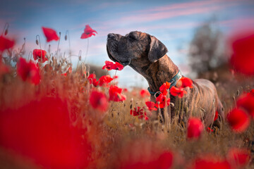 maki, pies w makach © Malwina