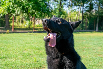 Portrait of Black German shepherd on green grass