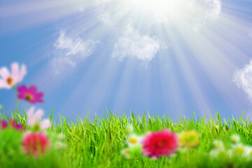 Kwiaty w trawie na tle błękitnego nieba z chmurami i słońcem - obrazy, fototapety, plakaty