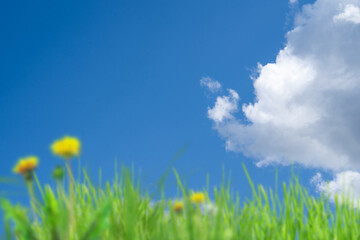 Kwiaty w trawie na tle błękitnego nieba z chmurami i słońcem