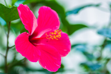 Obraz premium Closed up of pink Hibiscus Rosa-Sinensis 'Ritzy' also known as Chinese hibiscus, China rose, Hawaiian hibiscus and shoeblackplant. Beautiful single Chinese hibiscus' pink flower on blurred background.
