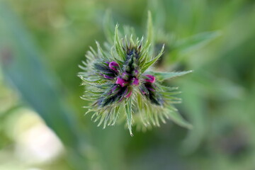 Knospe einer Phacelia im Fr&uuml;hling