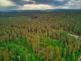 Coniferous forest in Thuringia near Erfurt