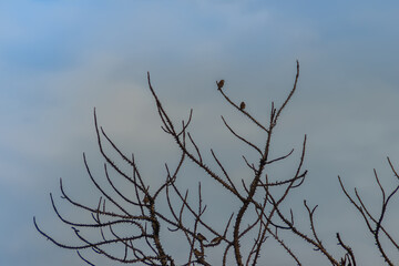 Cute little bird on tree branch with nature background. Small bird on dry tree branch with blue sky background.