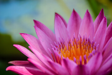 Blooming pink lotus flower, water lily blooming on water surface. Pink lotus blossoms or water lily flowers blooming on pond.