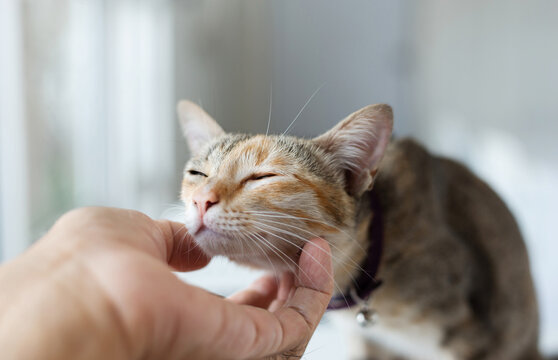 Close-up. People Scratching The Cat Chin