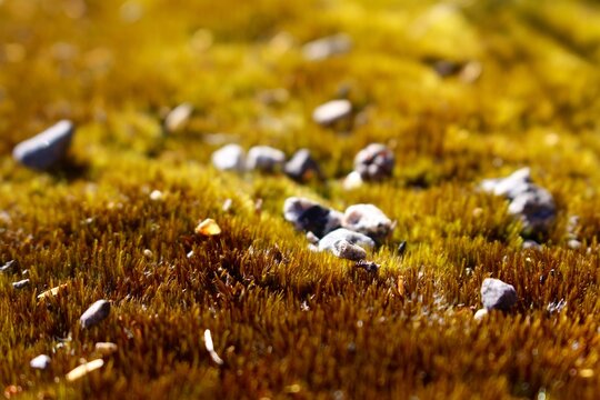 small rocks on yellow moss