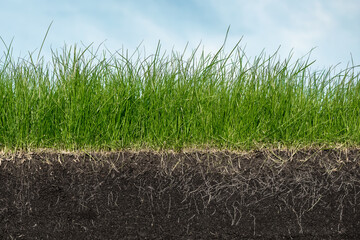 Green section of a grass with the soil and roots under blue sky