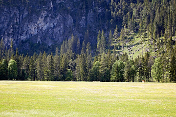 green forest rocks meadow landscape