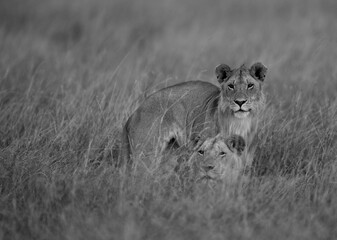 Lions inside the grasses in the evening light, Masai Mara