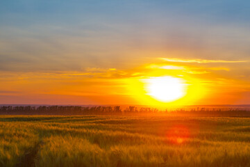Naklejka na ściany i meble Wheat field at sunset