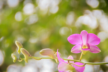 Beautiful orchids flower in nature tropical garden. Close up pink white purple orchids in the orchids farm. Bright colored wild orchid as floral green background.