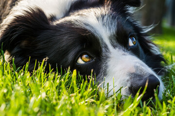 the look of a border collie