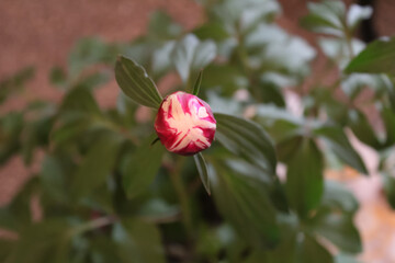 diferentes frutos y flores en argentina