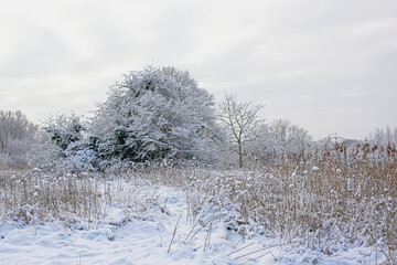 bourgoyen nature reserve i the snow, Ghent, Flanders, Belgium