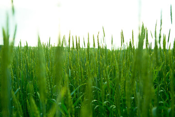 Fototapeta na wymiar Green wheat in the field.