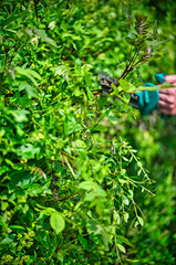 Cut the hedge with the hedge trimmer