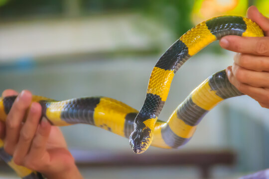 Banded Krait snake on a hand of the expert. The banded krait (Bungarus fasciatus) is a species of elapid snake found on the Indian Subcontinent and in Southeast Asia.