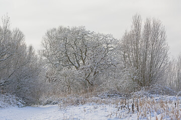 bourgoyen nature reserve i the snow, Ghent, Flanders, Belgium