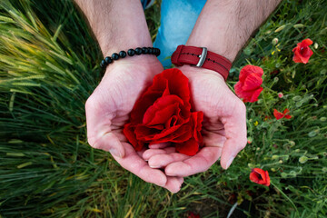Fototapeta na wymiar Romantic Red Rose Petals held by Dominant Male Hands