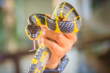 Cute mangrove snake on hand of the expert. Boiga dendrophila, commonly called the mangrove snake or the gold-ringed cat snake, is a species of rear-fanged snake in the family Colubridae.