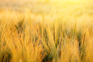 Yellow wheat field on the sunset.