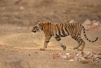Tiger cub at Tadoba Andhari Tiger Reserve, India