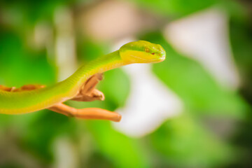 Scary green venomous pit viper is crawling on the branch. Green pit viper snake (Trimeresurus) also known as Asian palm pit vipers, Asian lanceheads and Asian lance-headed vipers.