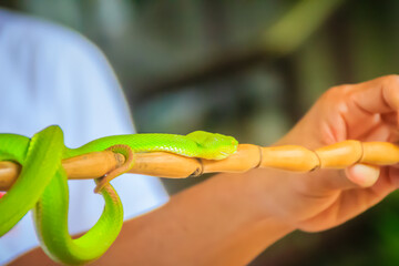 Scary green venomous pit viper is crawling on the branch. Green pit viper snake (Trimeresurus) also known as Asian palm pit vipers, Asian lanceheads and Asian lance-headed vipers.