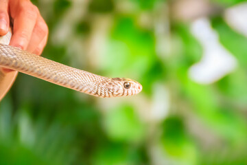 Cute Banded rat snake (Ptyas mucosus), commonly called the Oriental rat snake, a non-toxic land snake. It is a snake that limits household rats and found throughout all regions of Thailand as well.