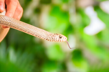 Cute Banded rat snake (Ptyas mucosus), commonly called the Oriental rat snake, a non-toxic land snake. It is a snake that limits household rats and found throughout all regions of Thailand as well.