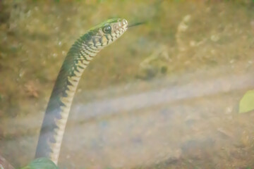 Cute Banded rat snake (Ptyas mucosus), commonly called the Oriental rat snake, a non-toxic land snake. It is a snake that limits household rats and found throughout all regions of Thailand as well.
