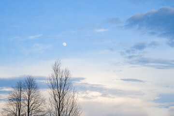 Moon in a blue sky with white clouds in the evening, above the branches of trees. Spring landscape, evening sky.