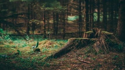 Pień w lesie / Tree trunk in the woods