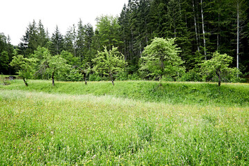 green forest meadow landscape