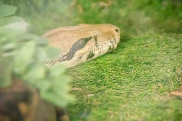Boa constrictor snake head in the green background. The boa constrictor, also called the red-tailed boa or the common boa, is a species of large, non-venomous, heavy-bodied snake.
