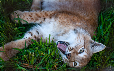 Close up portrait of male Eurasian Lynx. Open jaws of a predator. Hissing Eurasian lynx (Lynx...