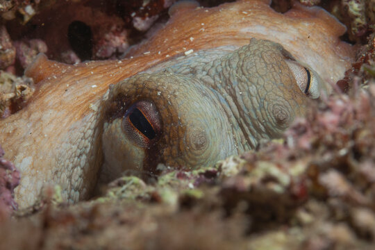 Octopus hidden in the Mediterranean Sea. Underwater image of octopus from the Mediterranean.
