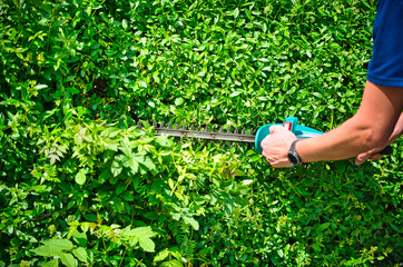 Cut the hedge with the hedge trimmer